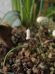 Image result for Litanthus pusillus