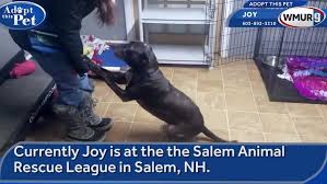 Maybe you would like to learn more about one of these? Watch Adopt This Pet Joy