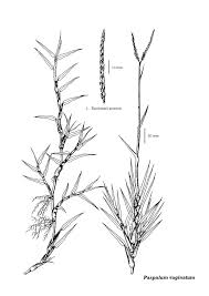 Image result for Paspalum vaginatum