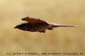 Der alte grieche behauptete im vierten vorchristlichen jahrhundert, dieser vogel sauge die euter der ziegen leer, was diese alsbald. Der Ziegenmelker Steckbrief Verbreitung Brutzeit Vogel Bilder Referat