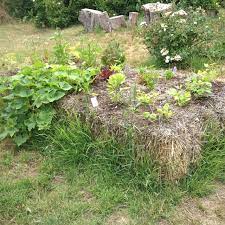 Pin De Sarah Purdy Em Garden Backyard Design Horta