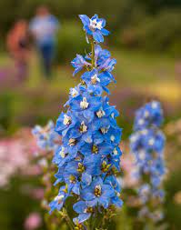 Fiori e farfalle, ortensie blu e iris bianchi. Delphinium Con I Suoi Fiori Violetti Disposti A Pannocchia Illumina Il Giardino