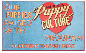 We did not find results for: Jane Killion Shares The Evolution Of Puppy Culture Pure Dog Talk
