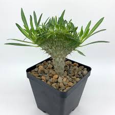 Image result for Pachypodium