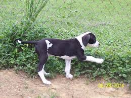 Adopt minnie a black great dane dog in evansville, in (31200966) tools. Akc Great Dane Mantle Female Price Reduced For Sale In Evansville Indiana Classified Americanlisted Com