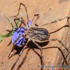 Mostly, the internet sites that. A Grand Daddy Longlegs Eating A Fruity Flower This Has 8 Legs But Daddylonglegs Belonging To The Arachnids And Are Not Real Spiders Nevertheless I Lik Spinne