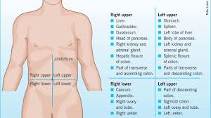 Four Abdominal Quadrants Youtube