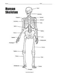 Muscle tissue is also found inside of the heart digestive organs. Human Skeleton Worksheet Free Printable Human Skeleton Human Skeleton Anatomy Human Body Worksheets