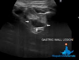 Knowing the symptoms of stomach cancer helps prolong your cat's life. Spotlight On Feline Gastrointestinal Lymphoma Fitzpatrick Referrals