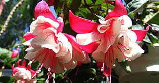 Supersport Fuchsie Kubelpflanzen Engelstrompete