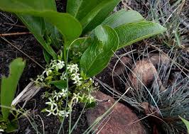 Image result for Pygmaeothamnus zeyheri