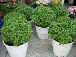 See ocimum, toolsi, and basil. Ocimum Basilicum Wikimedia Commons