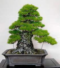 Here's a japanes kuromatsu (black pine) bonsai planting kit. Old Kuromatsu For A New Year Bonsai Bark