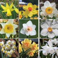 Larger, 14/16cm daffodil bulbs (shown at far left) will produce more stems and more flowers than smaller, 12/14cm bulbs. Daffodil Bulbs For Every Stage Of Spring Horticulture