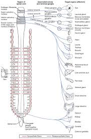 Bookbrain stem nuclei / brainstem presentation with explanation of the open book concept medicine. 1 5 The Autonomic Nervous System Neuroscience Canadian 1st Edition