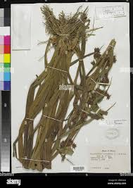 Image result for Rhynchospora corymbosa