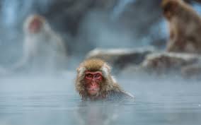 While visitors here will have access to some of japan's most beautiful forest views, the main attraction is of course the hot spring monkeys. Scientists Have Discovered Why Japan S Snow Monkeys Love Hot Springs