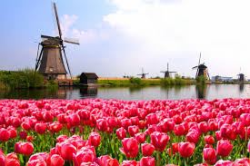 Pobierz to zdjęcie magic panorama spring landscape with tulips and aircraft mill in kinderdijk netherlands europe at dawn teraz. Tulip River Cruise Tip