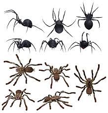 If you live in south america, it. Spider Types And Identification Guide Owlcation