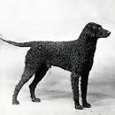 Curly-Coated Retriever Dog Breed Profile | Petfinder