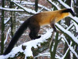 20101228 Martes Flavigula Tiergarten Nurnberg Gallery Weird Animals Paws And Claws Animals