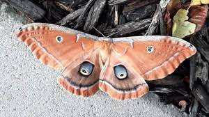 Image result for Nesaea polycephala