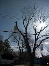 S S Tree Service Llc Home Facebook