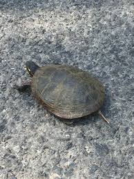 Painted turtles have a very distinctive olive to black upper shell (carapace) with dark red or orange markings on the marginal scutes (enlarged scales along sides of shell). Maryland Biodiversity Project Midland Painted Turtle Chrysemys Picta Marginata