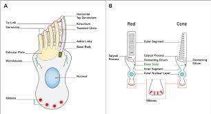 Structure in the human cochlea, there are 3,500 ihcs and about 12,000 ohcs. Diagram Of The Sensory Cells In The Inner Ear And Retina A The Download Scientific Diagram