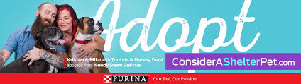 Hsmo celebrates adopt a shelter cat month with adoption promotion as summer settles upon st. Purina S Considerashelterpet Campaign 2017 Paradigm
