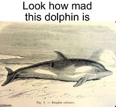 Dolphin Triggered Funny Pix Fun To Be One Dolphins