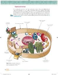 Paco el chato secundaria 1 2020. Paco El Chato Secundaria 1 Grado Biologia