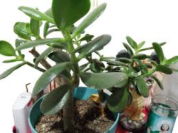 Image result for Crassula schimperi
