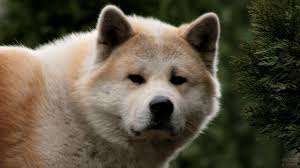 akita inu 34 foto sobaka porody akita akita inu akita