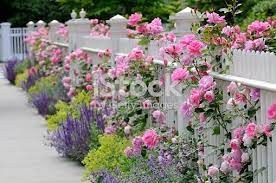 White Fence And Pink Roses In Residential Garden Also Sage Catmint Beautiful Gardens Garden Fencing Fence Plants