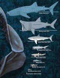 Average Shark Sizes Whale Shark Basking Shark Great White