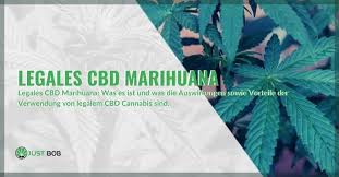 Die chancen stehen gut, dass cannabis in zehn jahren auch in deutschland legal ist. Legales Cbd Marihuana In Deutschland Justbob