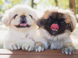 21 Cutest Pekingese Puppies Ever Page 5 The Paws Pekingese Puppies Pekingese Pekingese Dogs