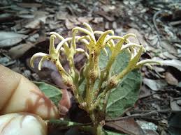 Image result for Orthanthera