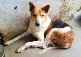 Start searching for your new best friend here and adopt your pet from dogspot. Build 27 Rescue Kennels For Stray Dogs In India Globalgiving