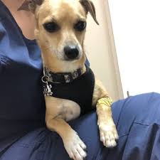 CHERRY CHASE PET HOSPITAL