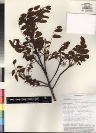 Image result for Schrebera trichoclada