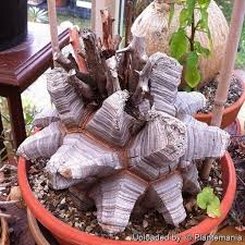 Image result for Dioscorea minutiflora