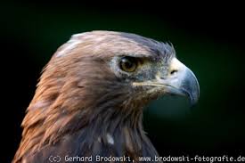 Vielleicht haben sie es schon bemerkt, adler mode hat einen neuen. Adler Adlerarten Echte Adler Vogel Europa Unterschied Bilder