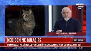 kedi besleyenler dikkat veteriner patoloji uzmani prof dr tahsin yesildere youtube