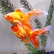 Fishcommunity Ikan Akuarium Ikan Mas Ikan