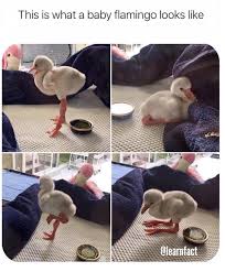 Baby Flamingo Funny Animals Cute Funny Animals Cute Animals