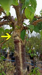 If you garden on a limited space and want to have a few fruit trees, you may consider grafting your favorite. Graft Union Formation Learn About Graft Collar Suckering And Its Location