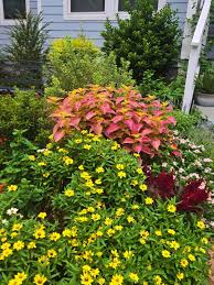 Image result for Coleus buchananii