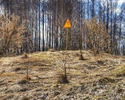 Immagine di Foresta Rossa Chernobyl